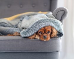 Separační úzkost u psů